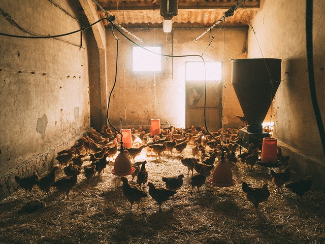 granja avicola